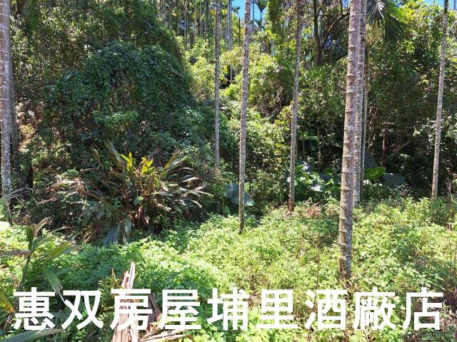 魚池農地-6
